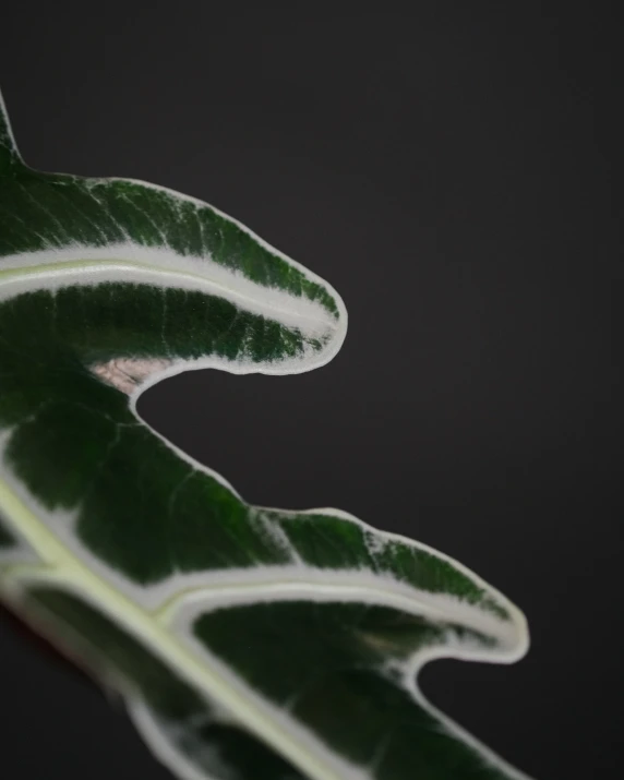 close up image of large green leaf