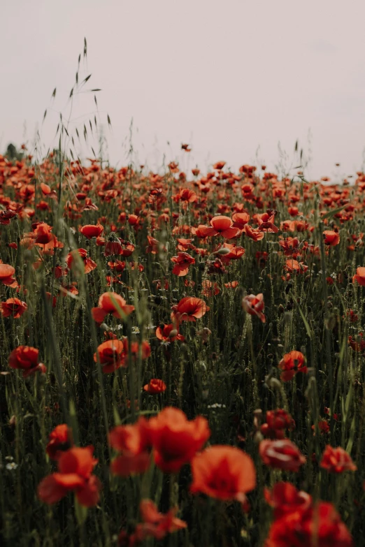 large group of bright red flowers growing in a field