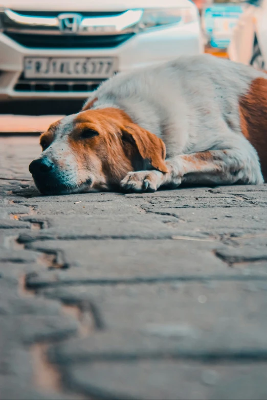 a dog laying on a sidewalk next to some parked cars