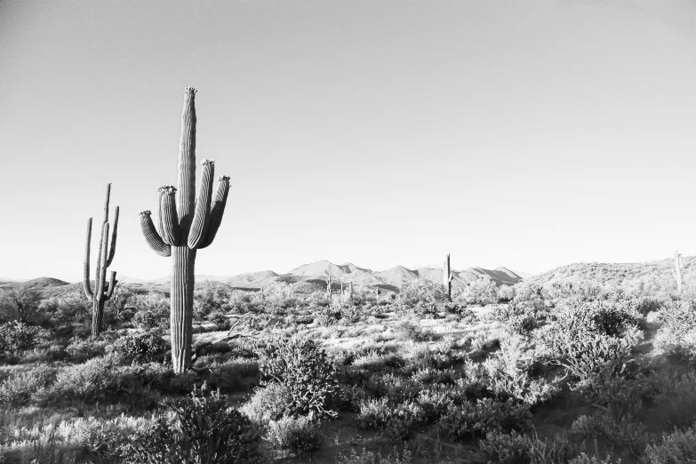 a black and white po of a desert landscape