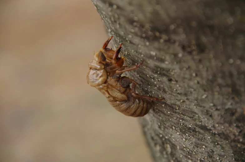 the insect is standing on the rock and has its head turned to the side