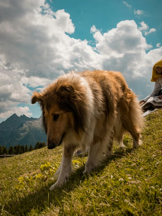 a large brown and white dog walking across a lush green field