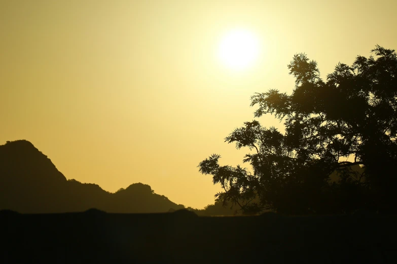 birds are perched on trees during the sun set