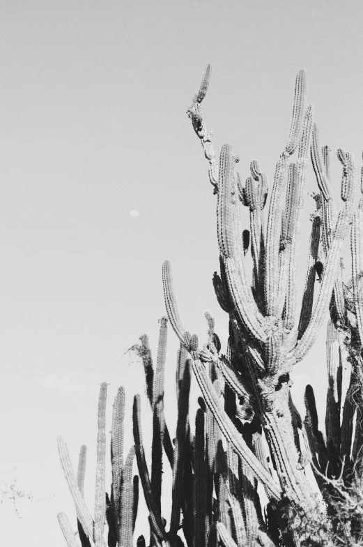 black and white cactus in arizona