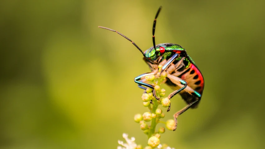 a large beetle sitting on top of a white flower