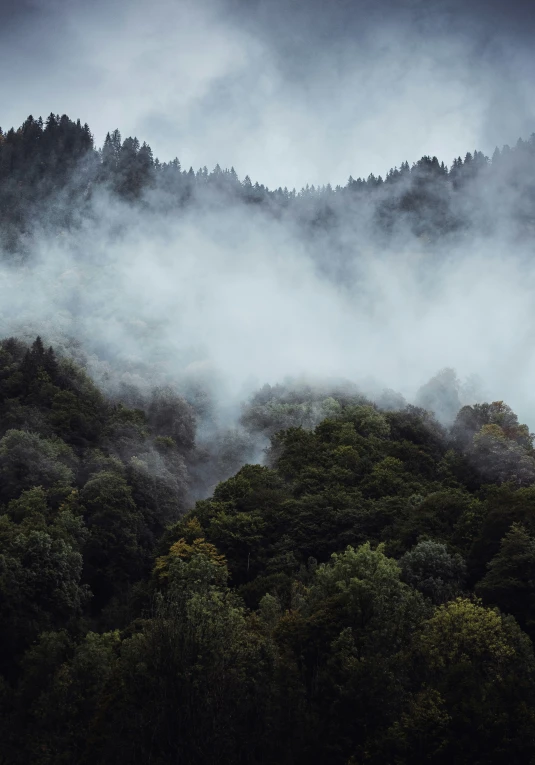 fog moving across the green trees below