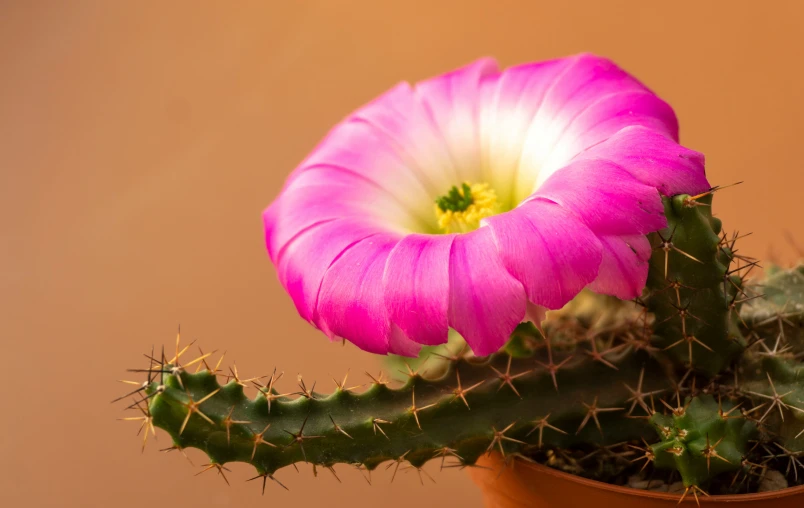 an cactus with its pink flower next to it