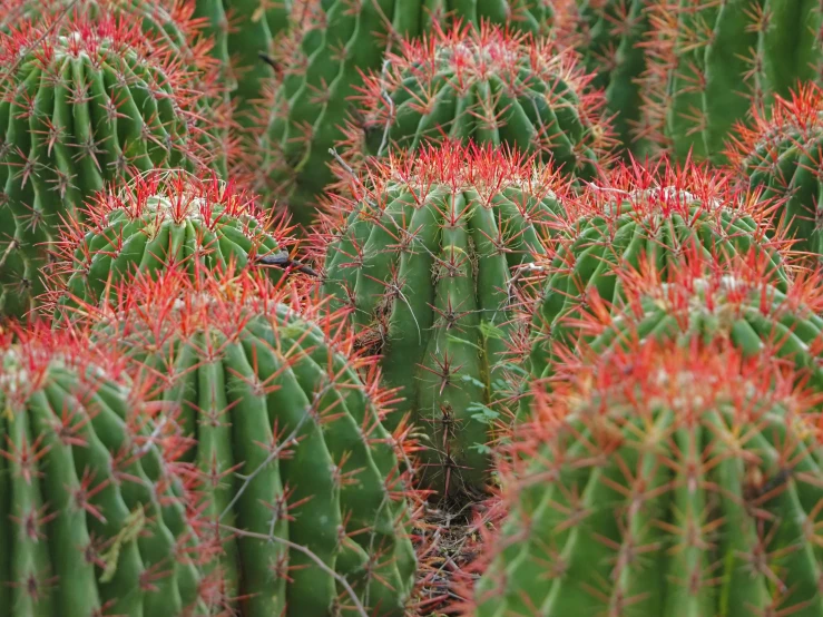 the cactus has red flowers near each other