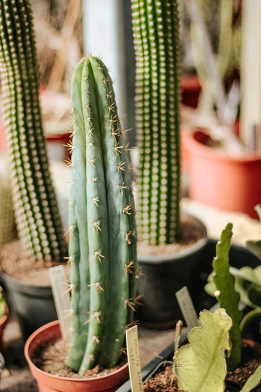 a cactus is growing inside of several pots