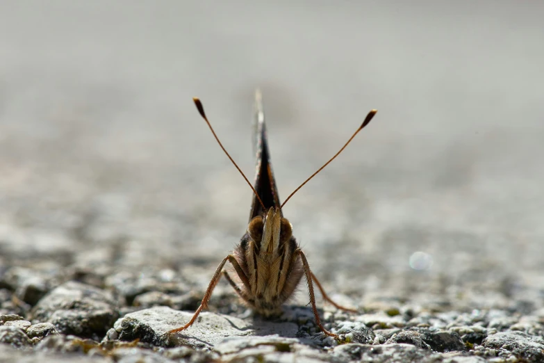 a insect is standing on the rocks outside