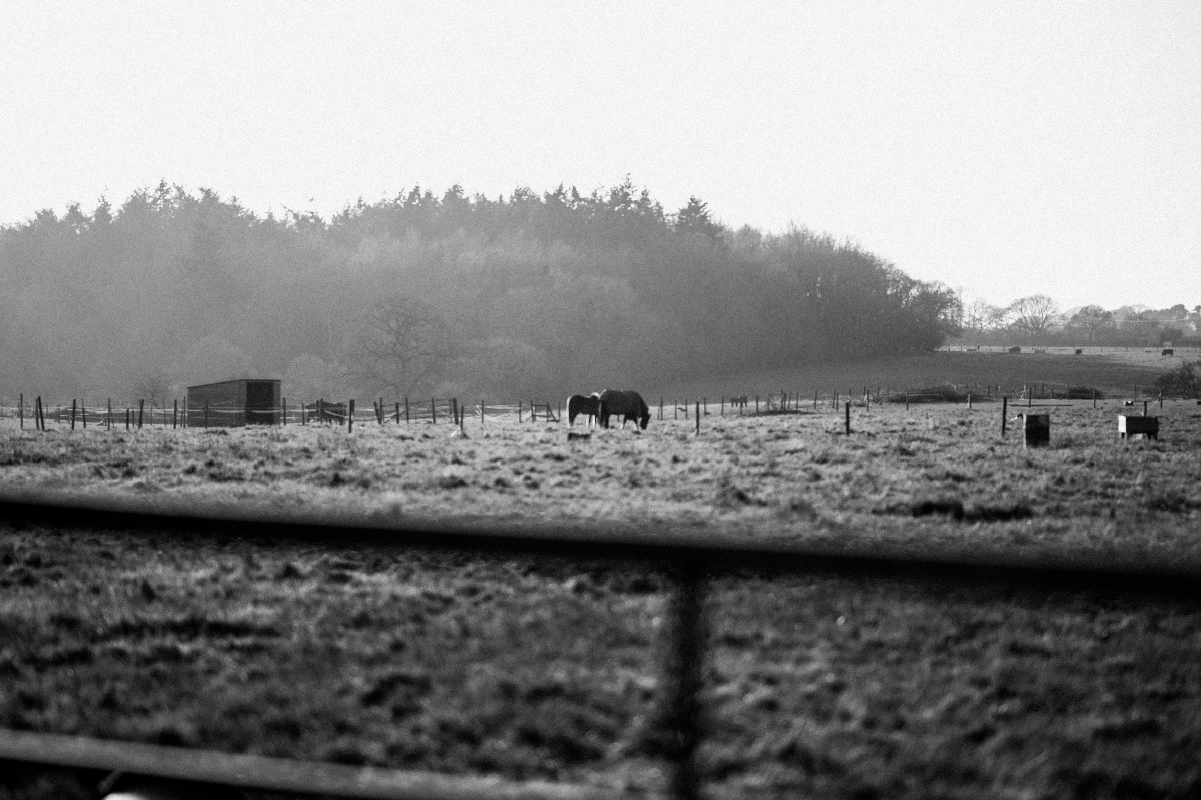 a black and white pograph of two horses in a field