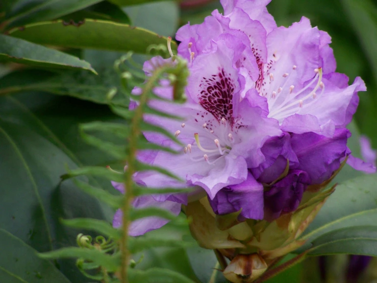 purple and white flowers with lots of leaves