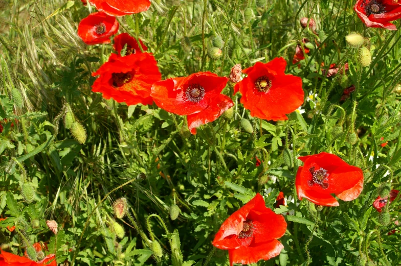 a group of red poppies is in a field