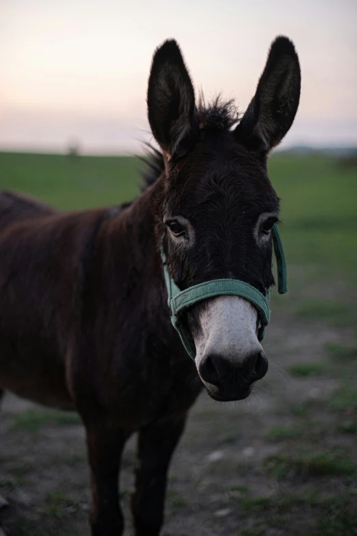 a donkey standing in the grass near a fence