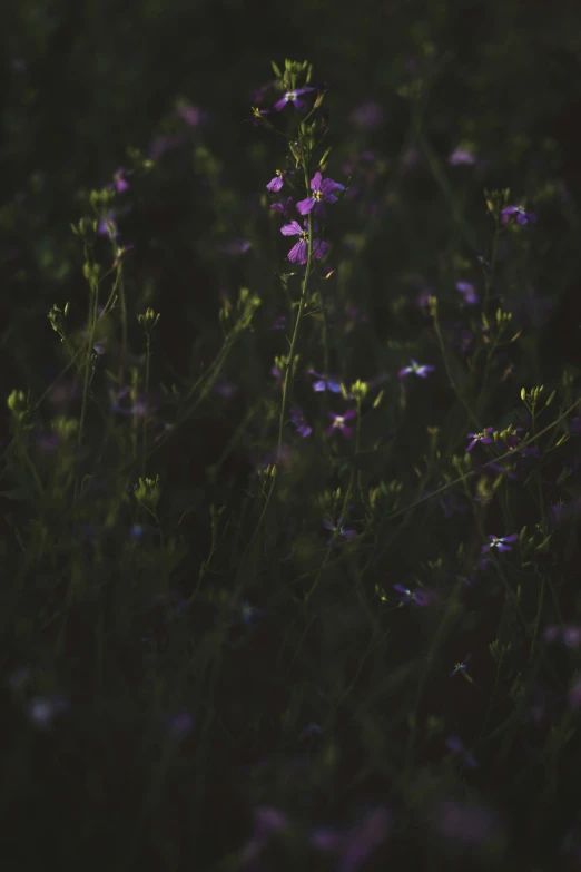 purple flowers grow tall on a dark background