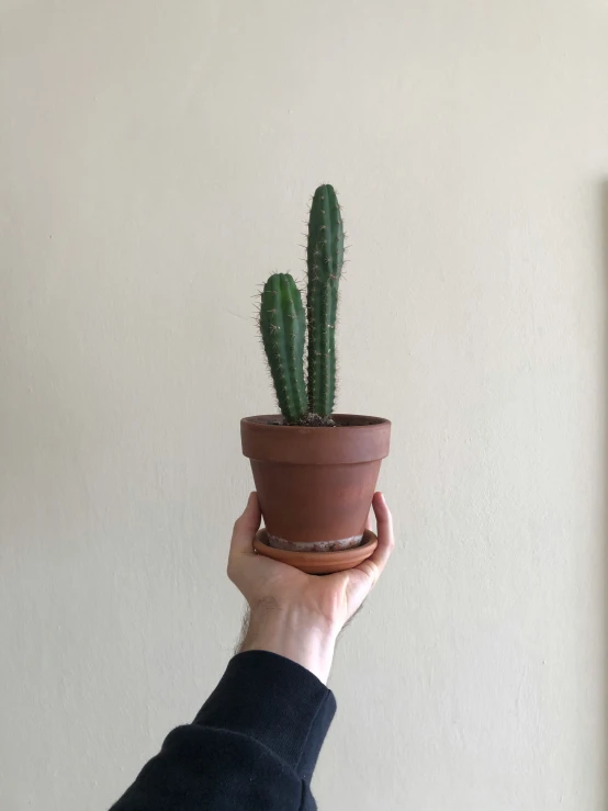someone holding up a potted cactus against the wall