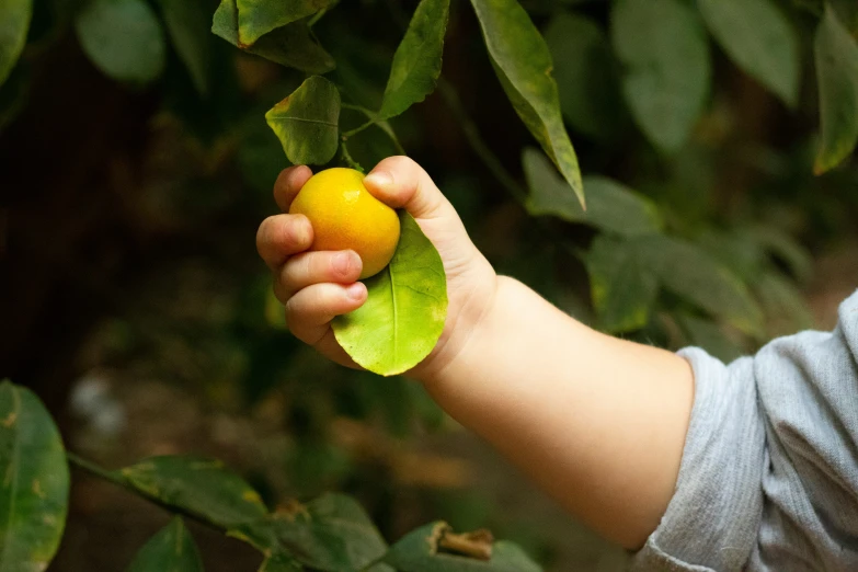 a person holding a small orange in their hand