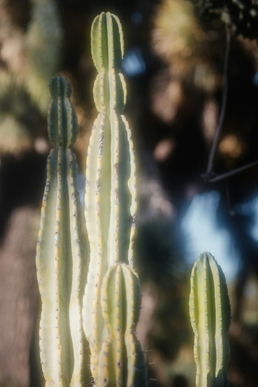 cactus plant with lots of green leaves in a sunny forest