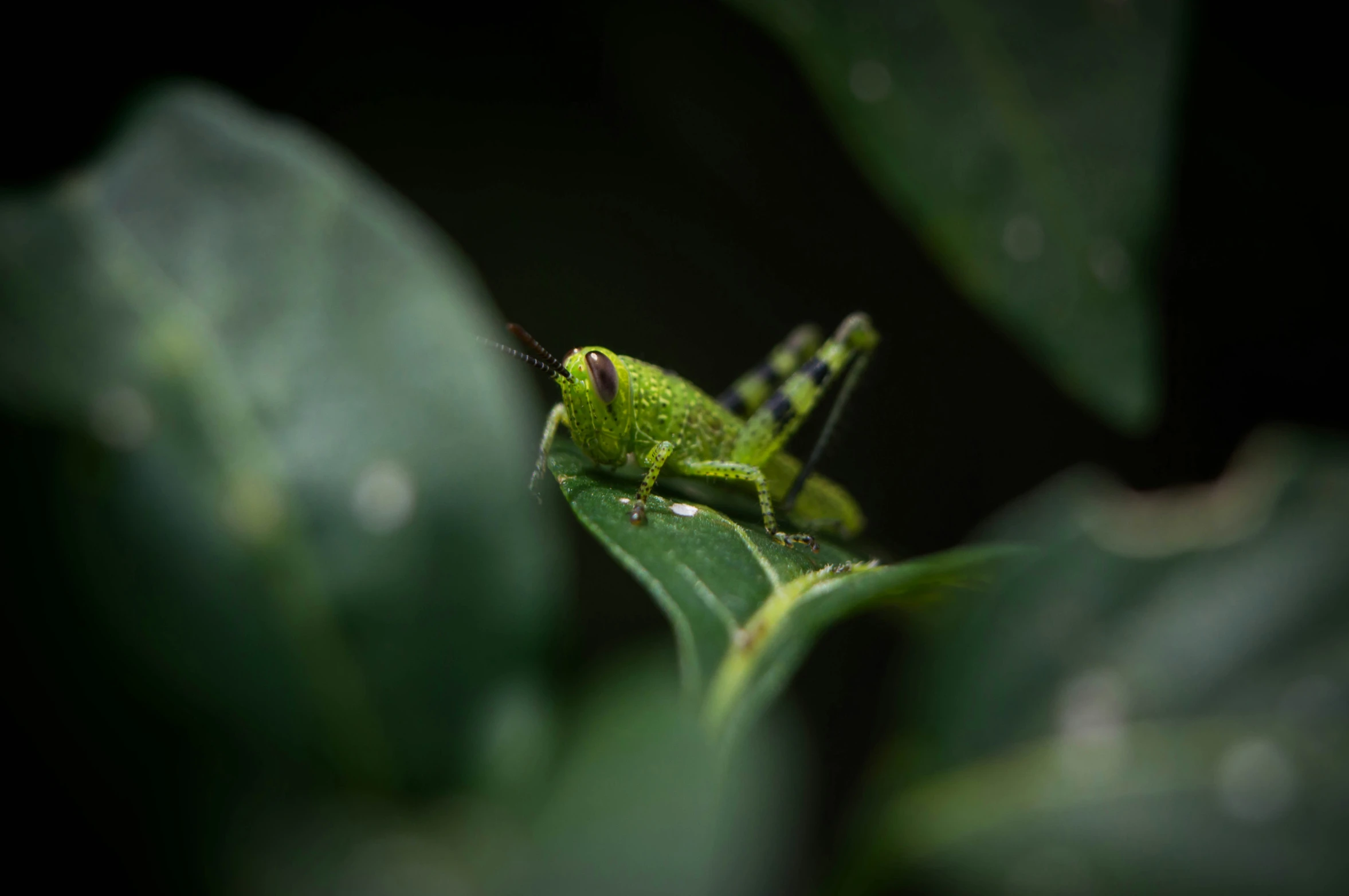 the grasshopper sits on a leaf in its natural environment