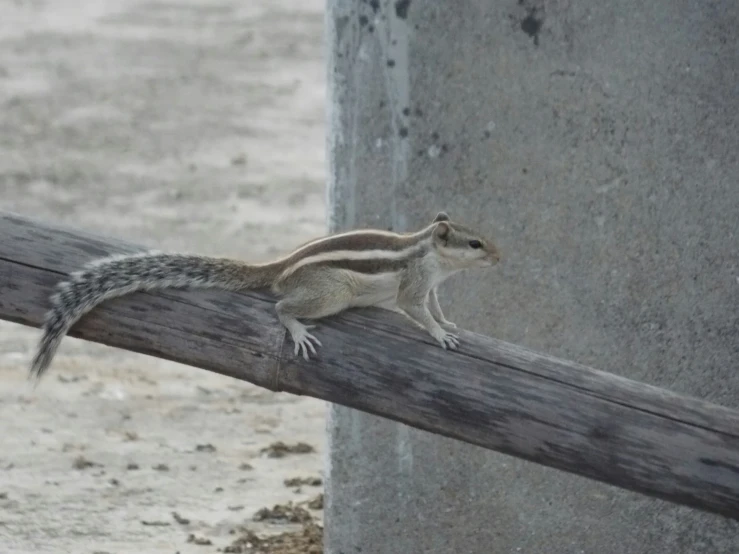 an animal is standing on a pole