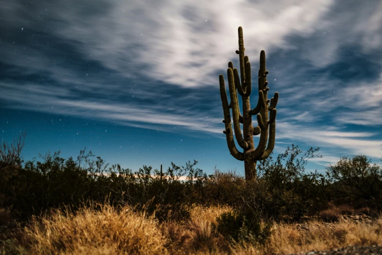 a cactus bush with clouds above it