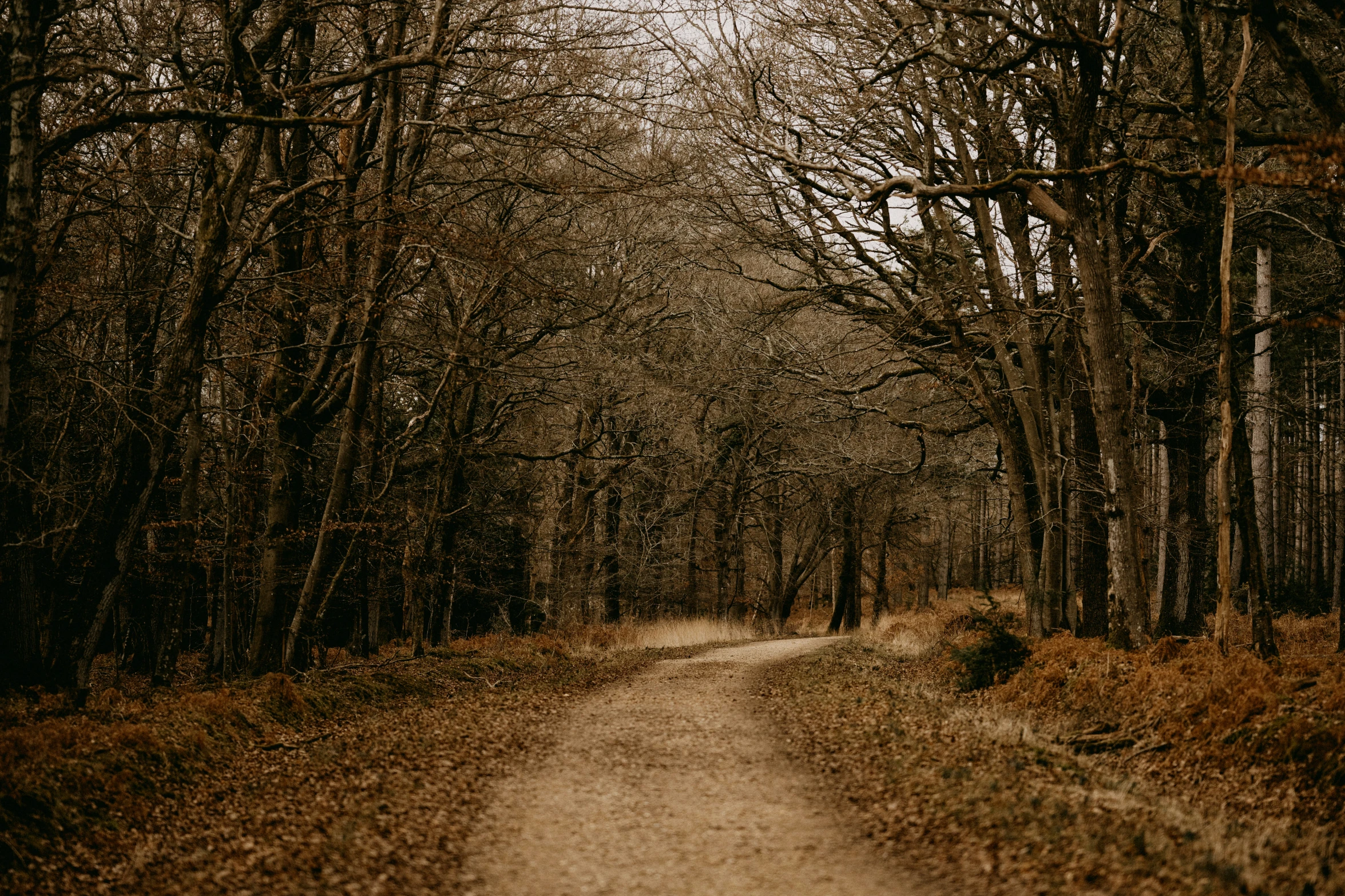 a forest path in an area that looks almost barren