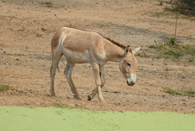a baby donkey is walking across a dirt field