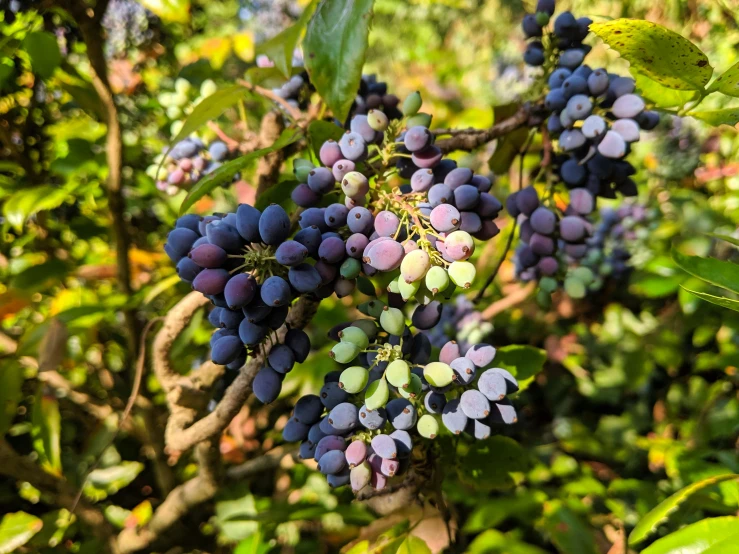 blue gs growing on a vine in the forest