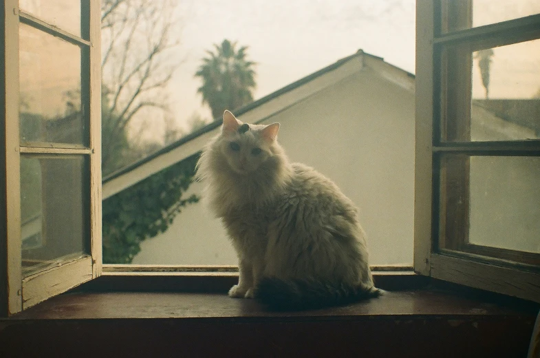 the cat is looking out the open window