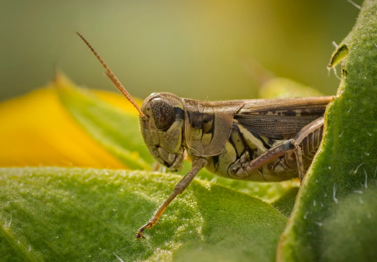 a large brown grasshopper sitting on top of a leaf