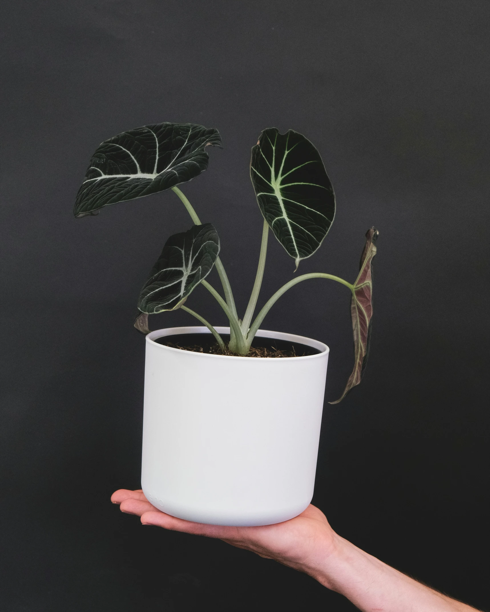 a hand holding a white cup with a green plant