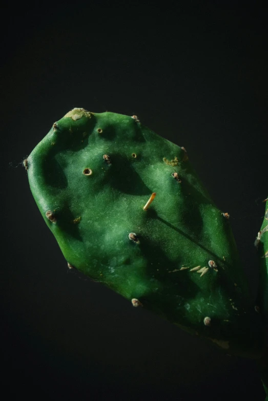 an image of a green cactus plant