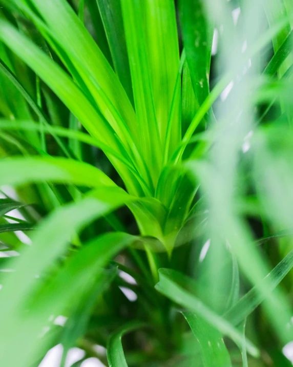 green leaves blowing in the wind on a plant