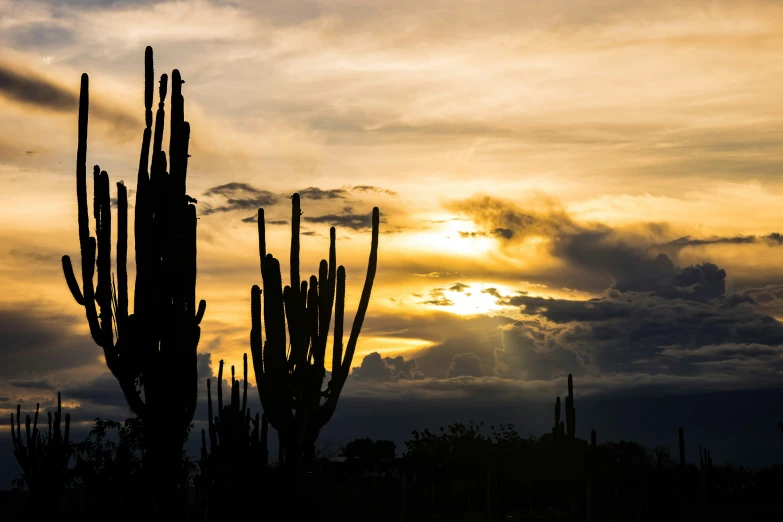 there are saguados on the background of a sunset