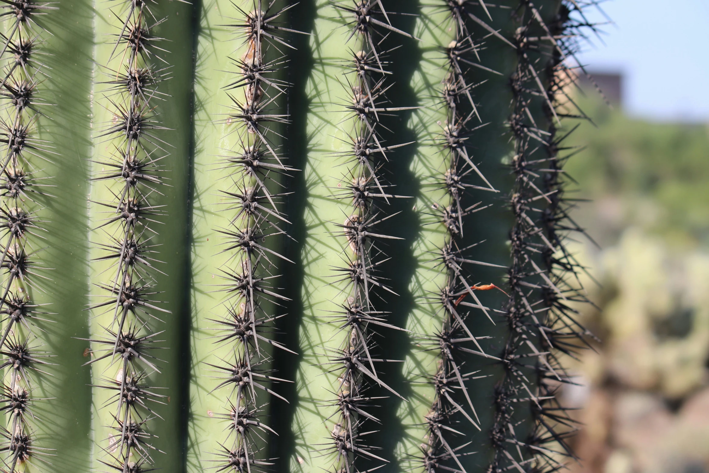 many cactus are growing near each other outside