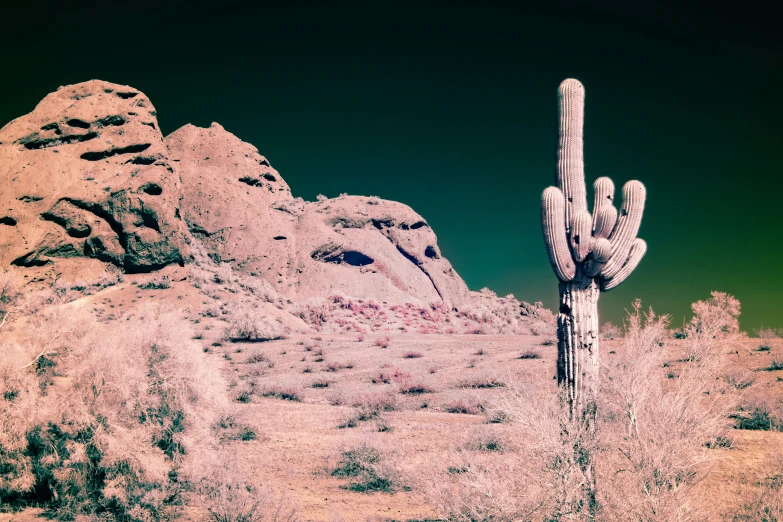 a cactus next to a rock and tree