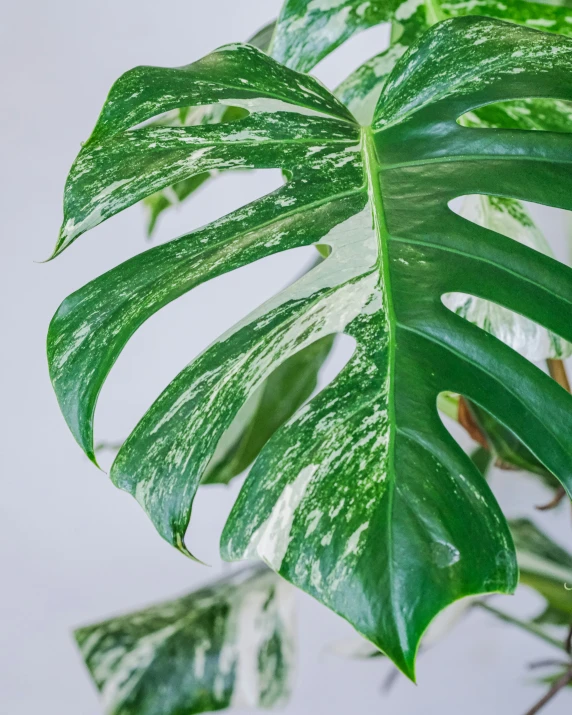 an overhead s of a large green plant