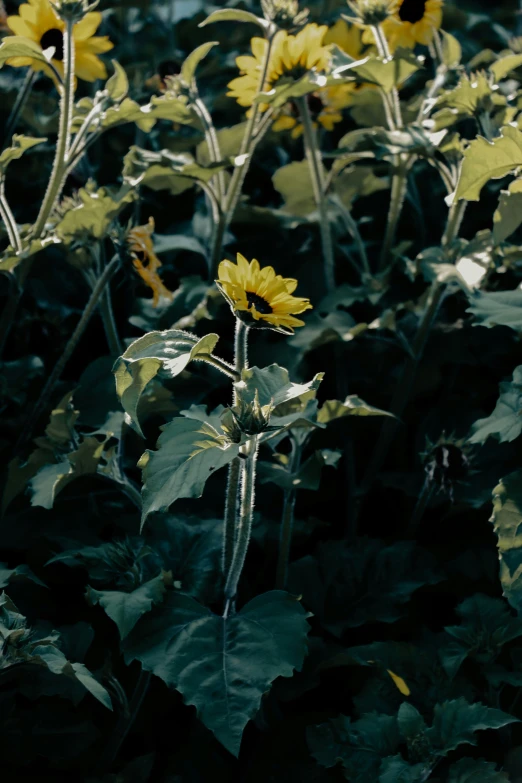 a sunflower in the middle of a field in sun