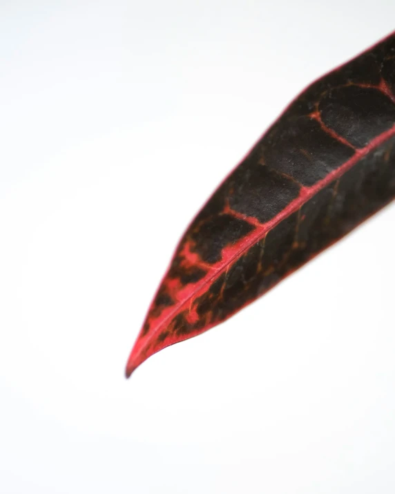 a brown leaf with red spots against a white background