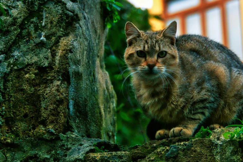 a brown black and orange cat is sitting on the rocks