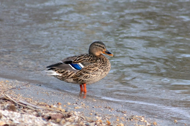 a little duck is standing alone on the beach