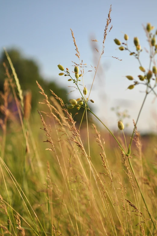 long grass with little green buds on the end