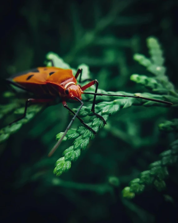 a red insect with long black legs sitting on a green leaf