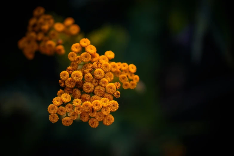 close up of flowers that appear to have been placed together