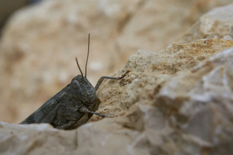 a large insect with black markings and thin antennae on some rocks