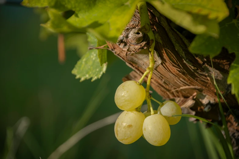 gs hanging from vine on tree nch, with other vines