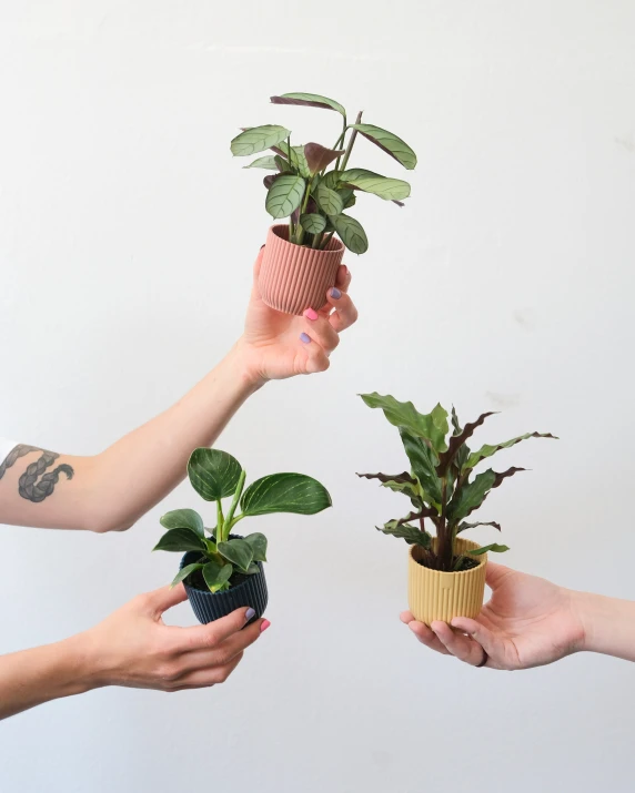 three hands holding plant with some white background