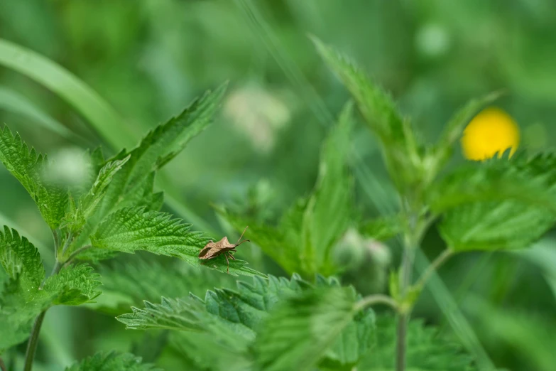 small red bug on green leaves next to yellow ball