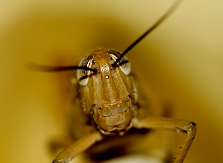 a close up of the face of a grasshopper insect