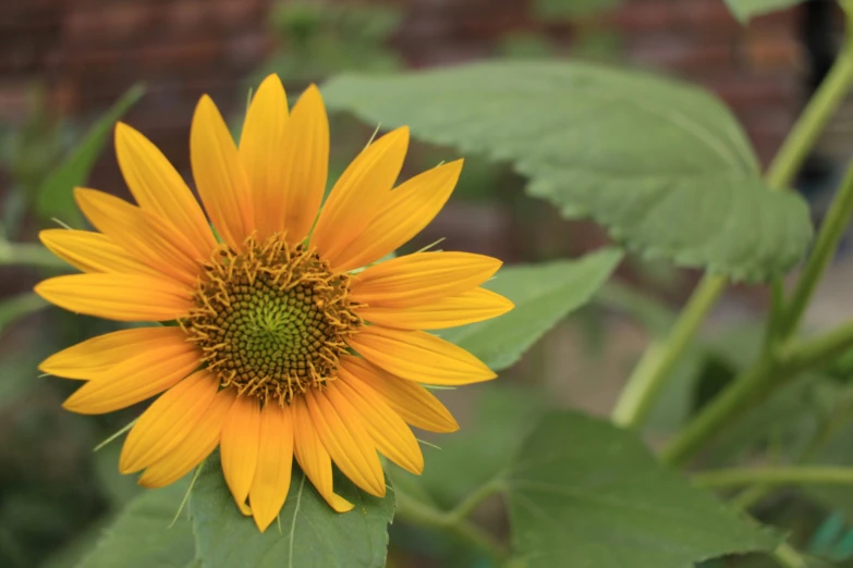 a bright yellow sunflower with green leaves